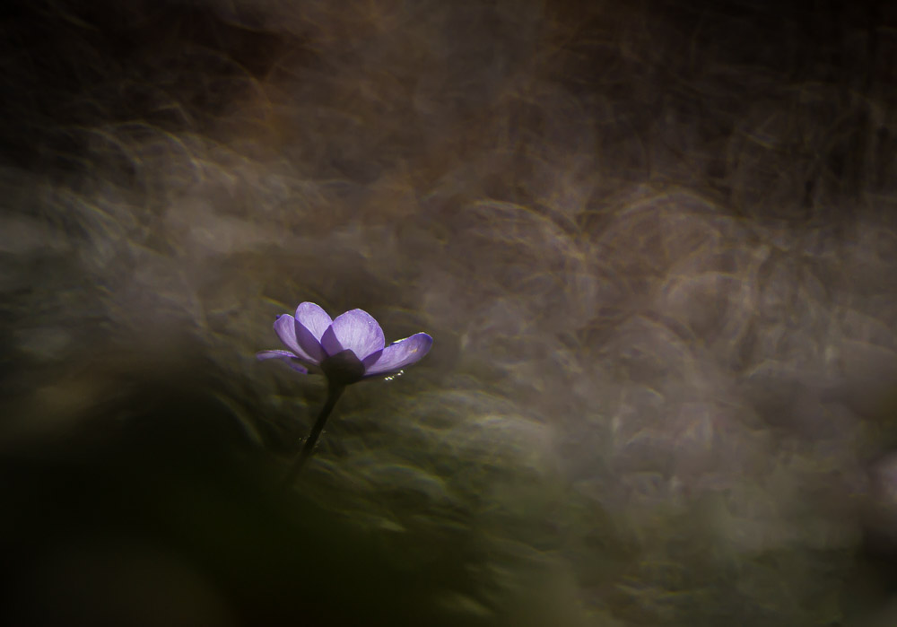 Platz 11 Sieglinde Senser